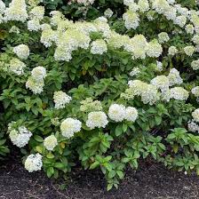 paniculata