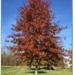 Quercus ellipsoidalis Northern Pin Oak