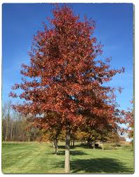 pin oak