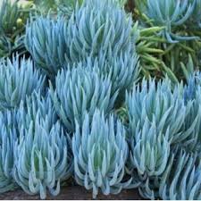 talinoides