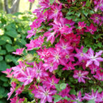 Clematis Viva Polonia