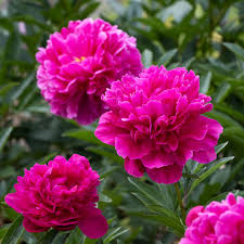 ‘Kansas’ Garden Peony