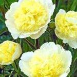 Paeonia lactiflora Primevere Peony