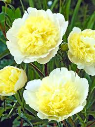 ‘Primevère’ Garden Peony