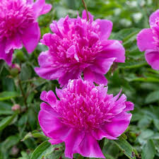 ‘Purple Spider’ Peony