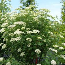 Blue Muffin® Arrowwood Viburnum