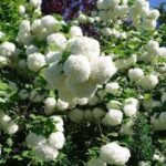 Viburnum opulus Common Snowball