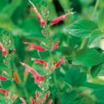 Salvia elegans Sage Scarlet Pineapple