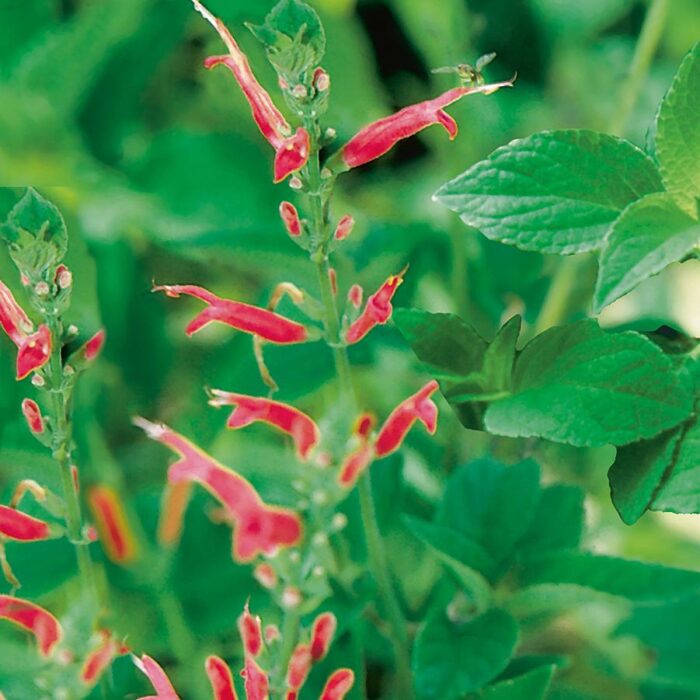 Mentha Spearmint - Image 2