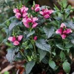 Chelone lyonii Tiny Tortuga Turtlehead