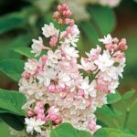 Syringa vulgaris Beauty of Moscow Lilac