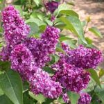 Syringa vulgaris Charles Joly Lilac