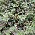 Thymus praecox Creeping Thyme