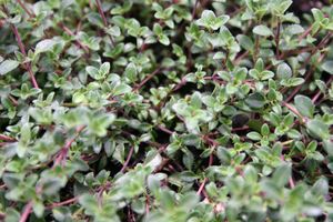 creeping thyme