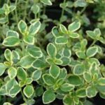 Thymus x citriodus Lemon Thyme