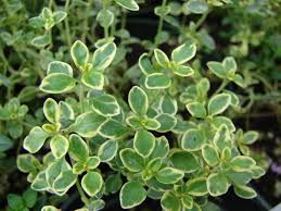lemon thyme