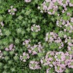 Thymus serpyllum Mother of Thyme