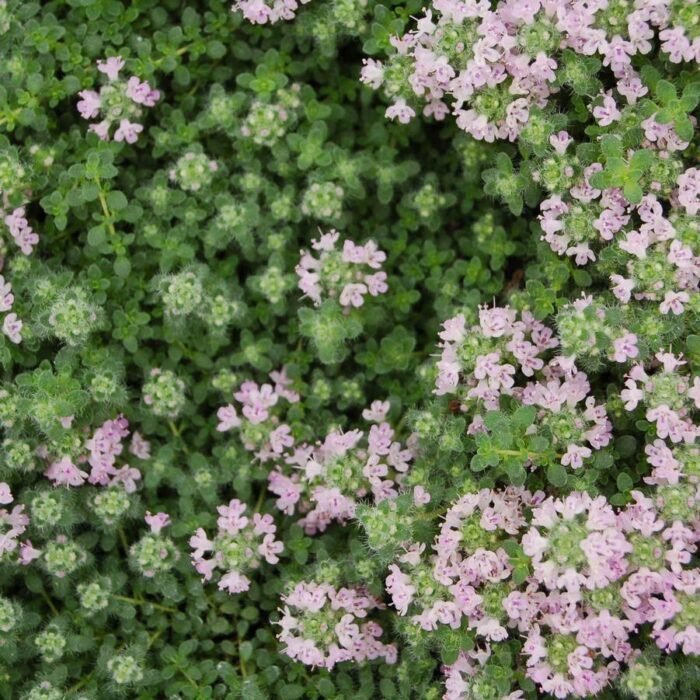 Thymus serpyllum Mother of Thyme