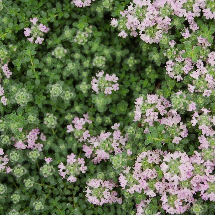 mother of thyme