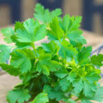 Petroselinum Parsley