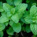 Mentha piperita Peppermint