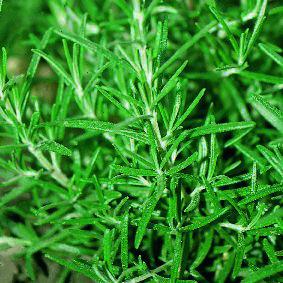 rosemary