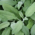 Salvia officinalis Sage