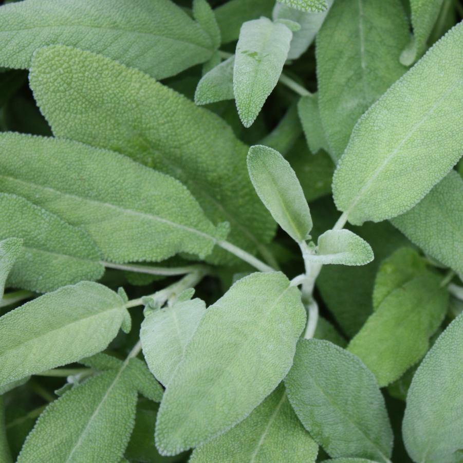sage