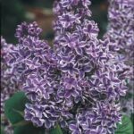 Syringa vulgaris Sensation Lilac