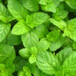 Mentha Spearmint