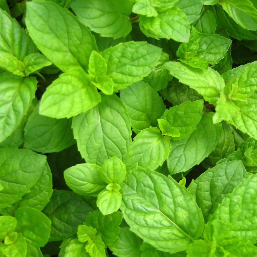 spearmint