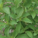 Stevia rebaudiana Stevia