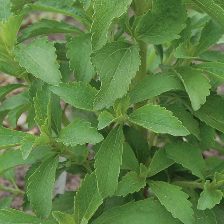 stevia