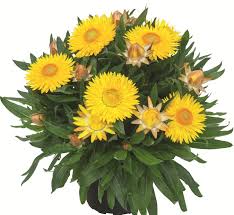 Bracteantha Sunbrero Yellow