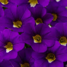 Calibrachoa Calitastic Violaceous