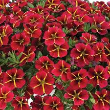 Calibri Exotic Red Bling