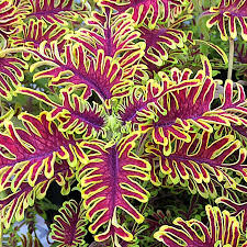 Coleus Skeletal