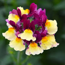 Escential Passionberry