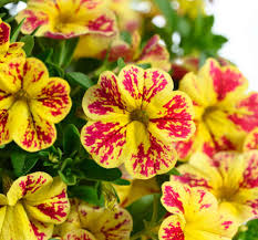 Lia Abstract Lemon Cherry