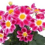 Dahlia Summer Bees Purple Bicolor