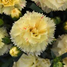 Super Trouper Yellow 25