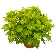 Terrascape Lime and Shine