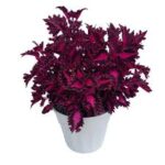 Coleus Terrascape Pink Ribbons