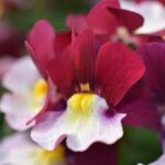 Nemesia Escential Cherryberry