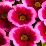 Calibrachoa Caliloco Frankenberry
