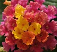 lilttle lucky hot pink