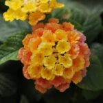 Lantana Little Lucky Peach Glow