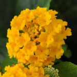 Lantana Little Lucky Pot of Gold