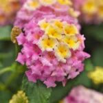 Lantana Shamrock Lavender