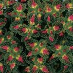 Coleus Strawberry Drop